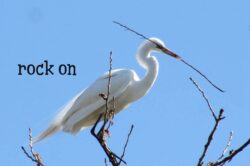 heron-egret-23-2