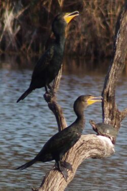 cormorants-2-2
