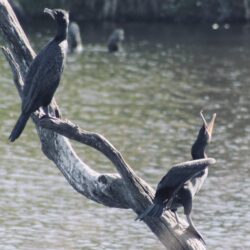double-crested-cormorant-25-2-2