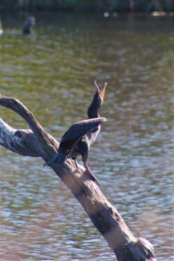 double-crested-cormorant-9-2