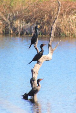 cormorant-107-2-2