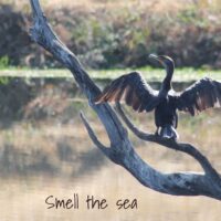 Double crested cormorant