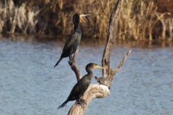cormorant-43-2