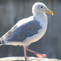 California Gull