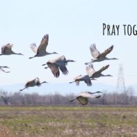 Sandhill crane