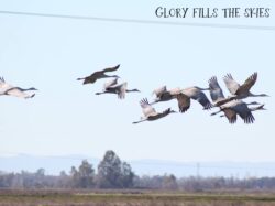 sandhill-crane-10-3