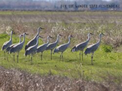 sandhill-crane-10-2-2