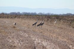 sandhill-crane-107-2-2