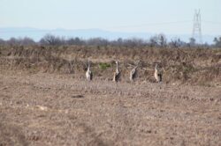 sandhill-crane-121-2-2