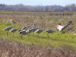 sandhill-crane-3-4-2