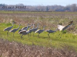 sandhill-crane-7-4-2