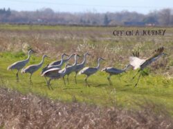 sandhill-crane-9-3-2