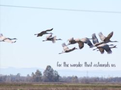 sandhill-cranes-1-2-2