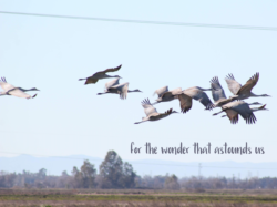 sandhill-cranes-1-3-2