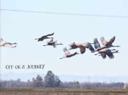 sandhill-cranes-2-2-2