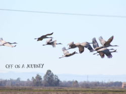 sandhill-cranes-2-3-2