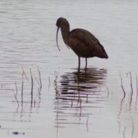 White faced ibis