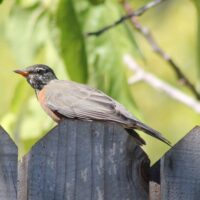 American Robin