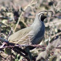 California Quail