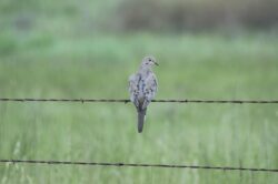 Mourning-Dove-1