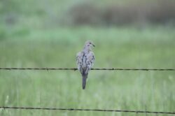 Mourning-Dove-2