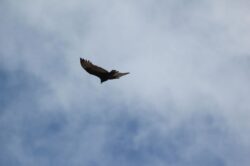 turkey-vulture-22-2