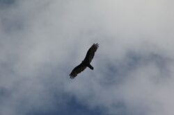 turkey-vulture-9-2