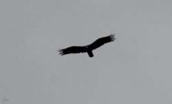 vulture-54-2