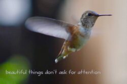 hummingbird-101-4-2