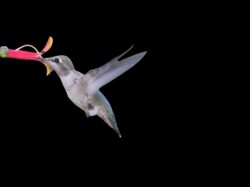 hummingbird-107-3-2