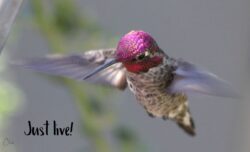 hummingbird-64-2