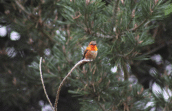 img_4931k-animation-2