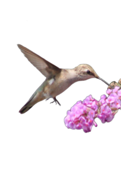 hummingbird-3-10-2