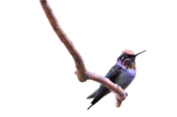 hummingbird-5-4-2