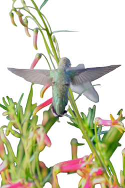 hummingbird-10-3-2
