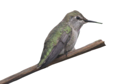 hummingbird-6-3-2