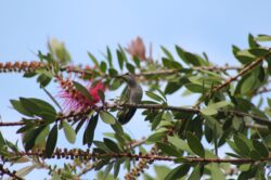 hummingbird-2106-2-2