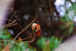 hummingbird-3263-2-2