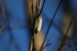 praying-mantis-nest-10743-2