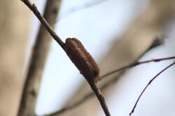 praying-mantis-nest-151-2