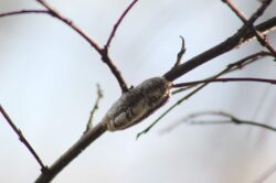 praying-mantis-nest-155-2