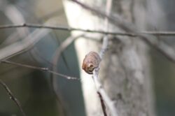 praying-mantis-nest-160-2