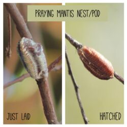 praying-mantis-nest-3-2