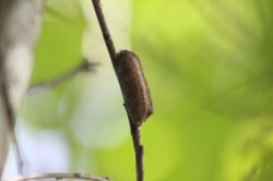 praying-mantis-nest-40-2