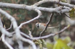 house-sparrow-14