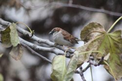 house-sparrow-5-2