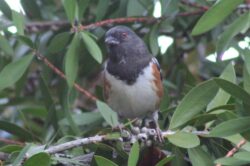 towhee-1-2