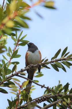 towhee-117-2