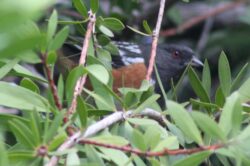 towhee-129