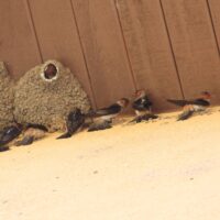 Cliff Swallow